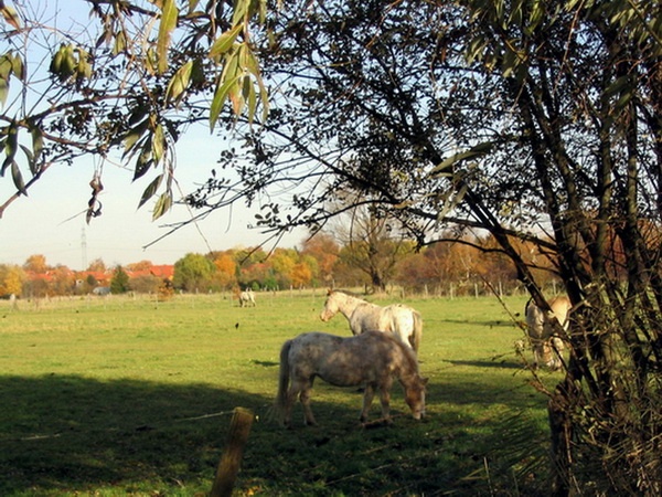 Herbstimpressionen_44.jpg