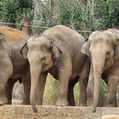 20220328 Asiatische Elefanten beziehen neue Anlage Erlebnis-Zoo Hannover
