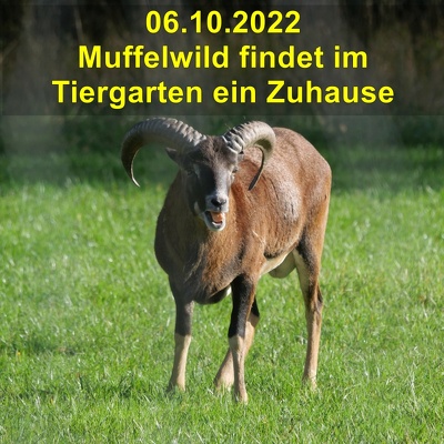 20221006 Tiergarten Muffelwild