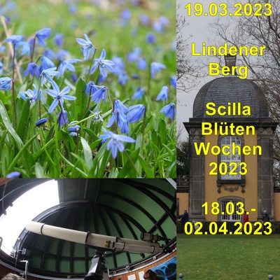 20230319 Lindener Berg Scilla Blueten Wochen
