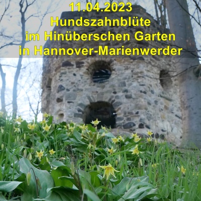 20230411 Marienwerder Hinueberscher Garten Hundszahn