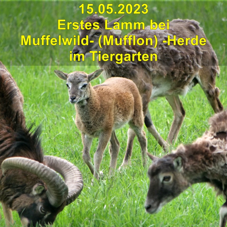 A Muffelwild-Mufflon-Lamm im Tiergarten