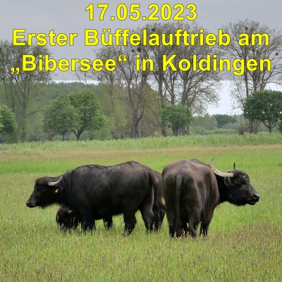 20230517 Wasserbueffel am Bibersee in Koldingen