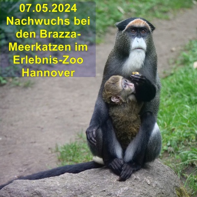20240507 Brazza-Meerkatzen