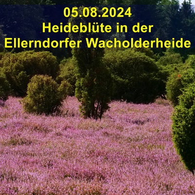20240805 Heidebluete Ellerndorfer Wacholderheide